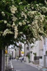 散歩道の草木たち---②