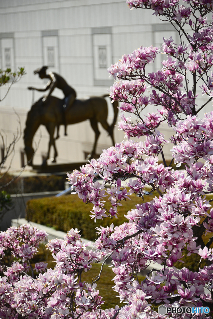 横浜春色散歩----①