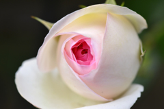 ご近所の花園にて---⑥