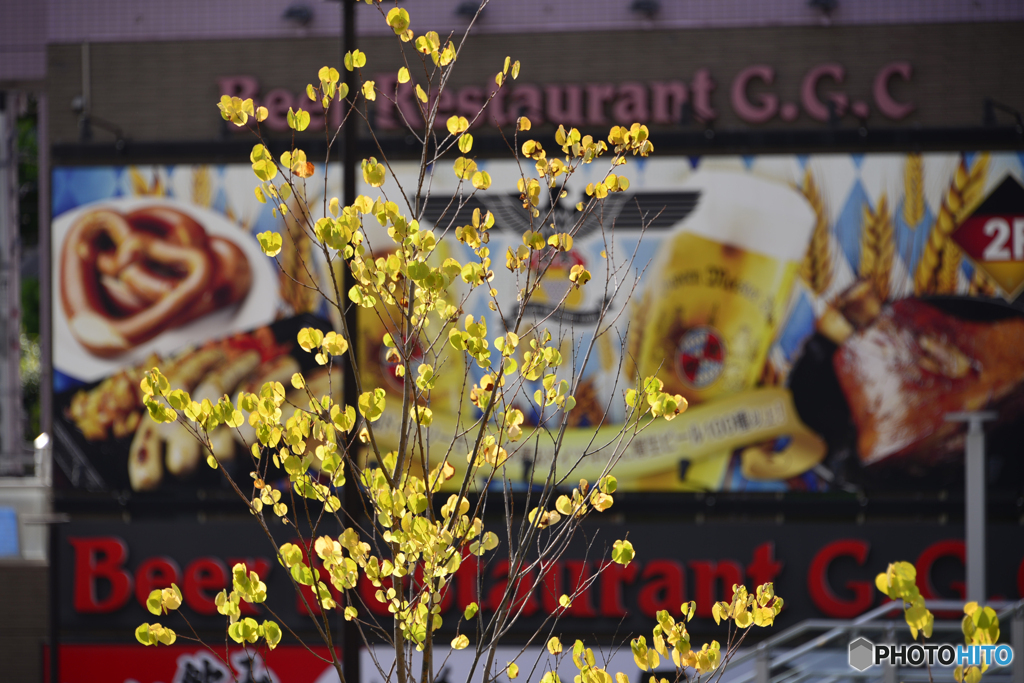 まだ秋じゃないよね？