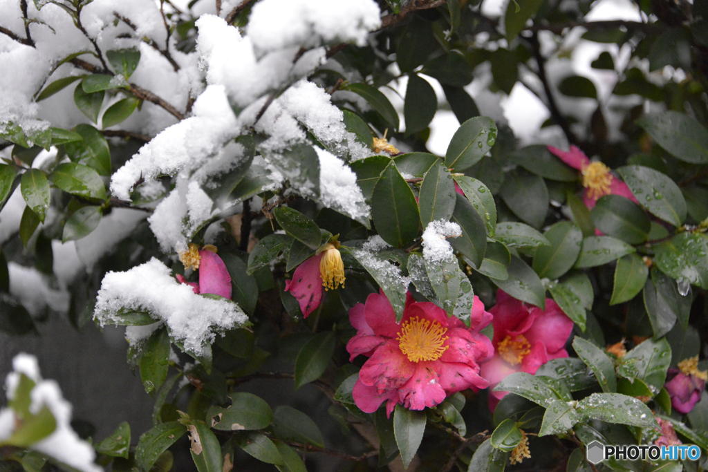 東京は「22豪雪」----④