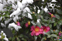 東京は「22豪雪」----④