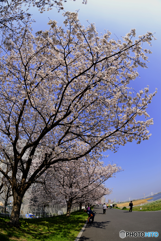 多摩川・春満開---⑤
