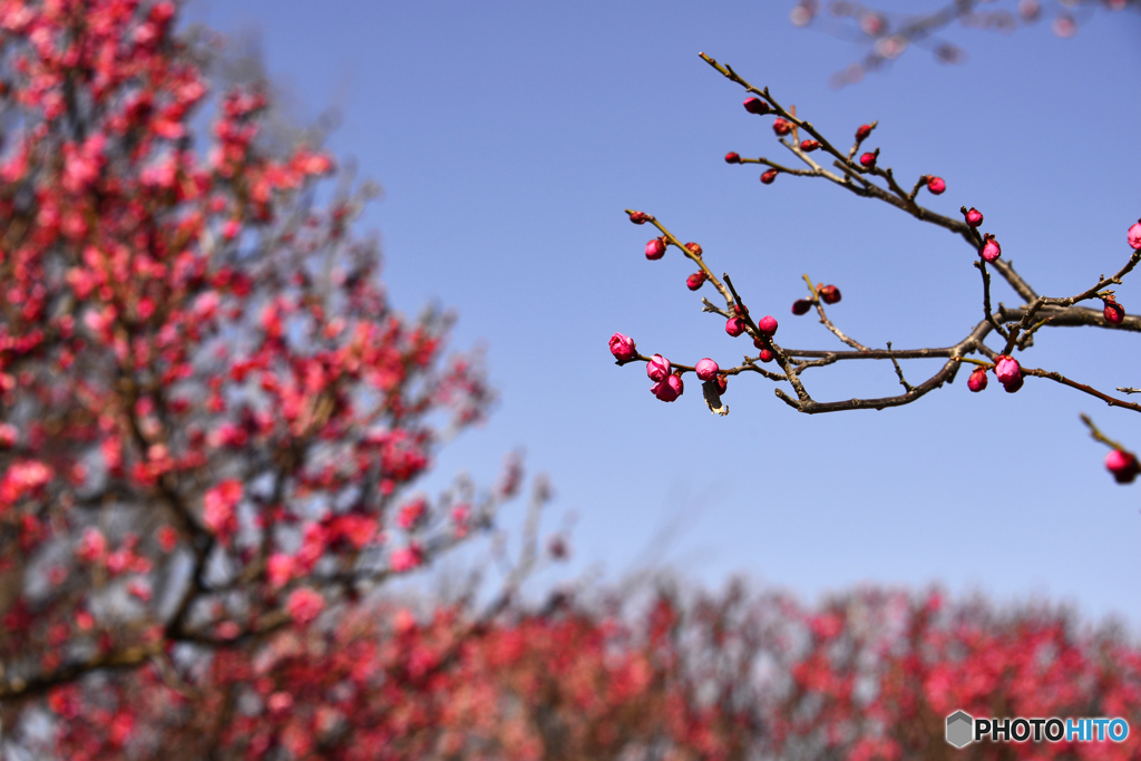 墨田公園の「梅」----③