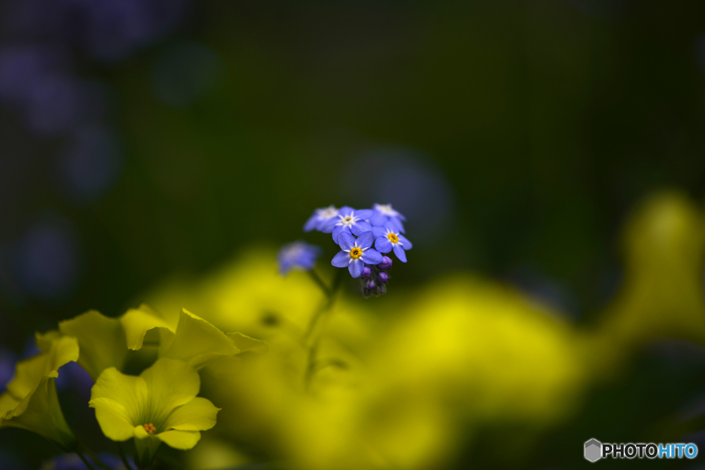 花たち----⑦