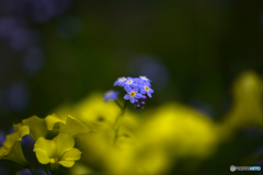 花たち----⑦