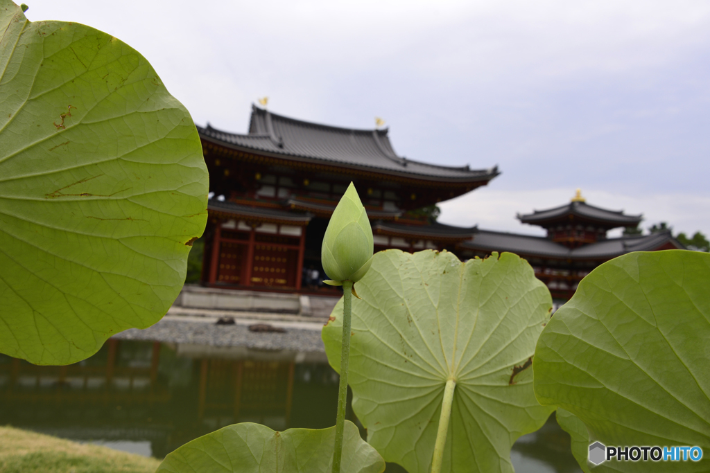 京都(宇治)・平等院---③
