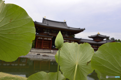 京都(宇治)・平等院---③