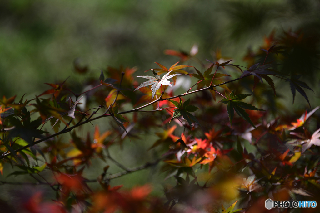紅葉散歩---⑦