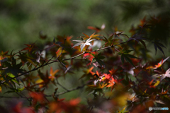紅葉散歩---⑦