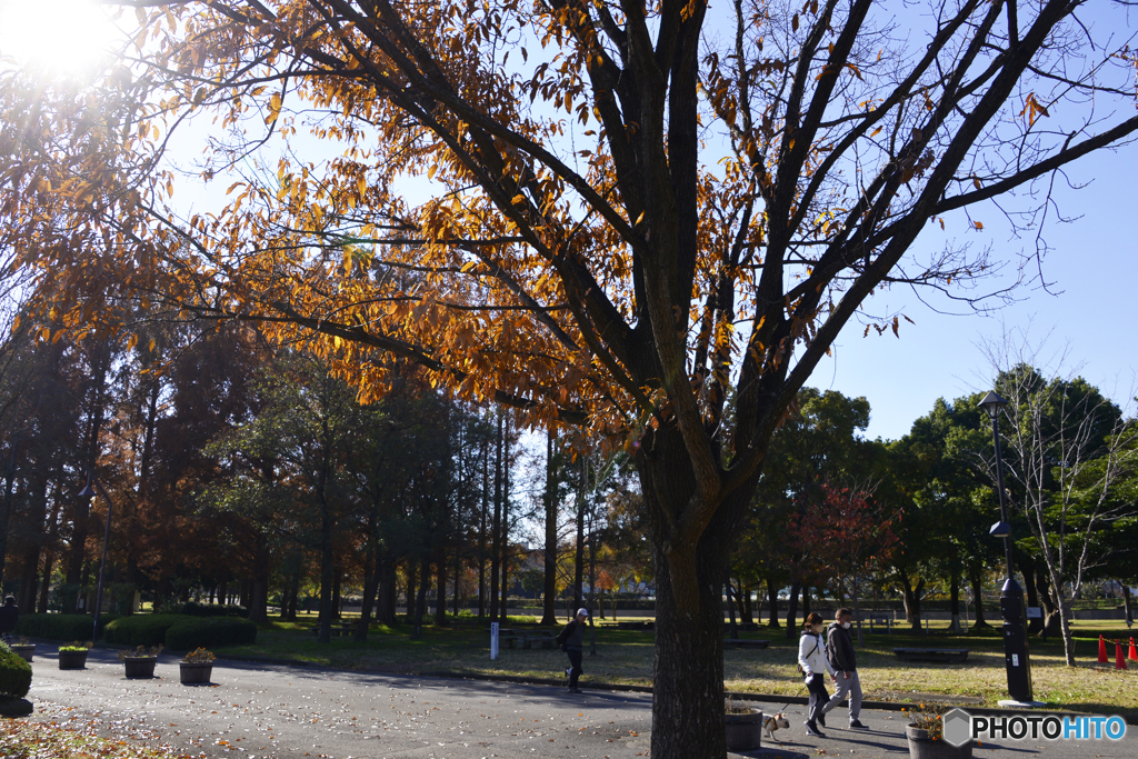 公園の秋----④