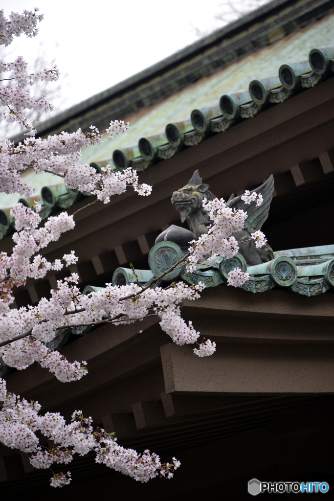 湯島聖堂の春桜----②