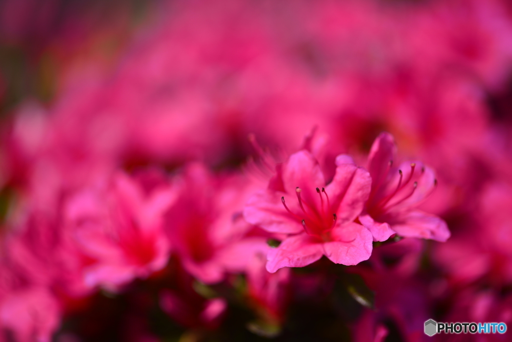 散歩・花----①