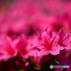 散歩・花----①