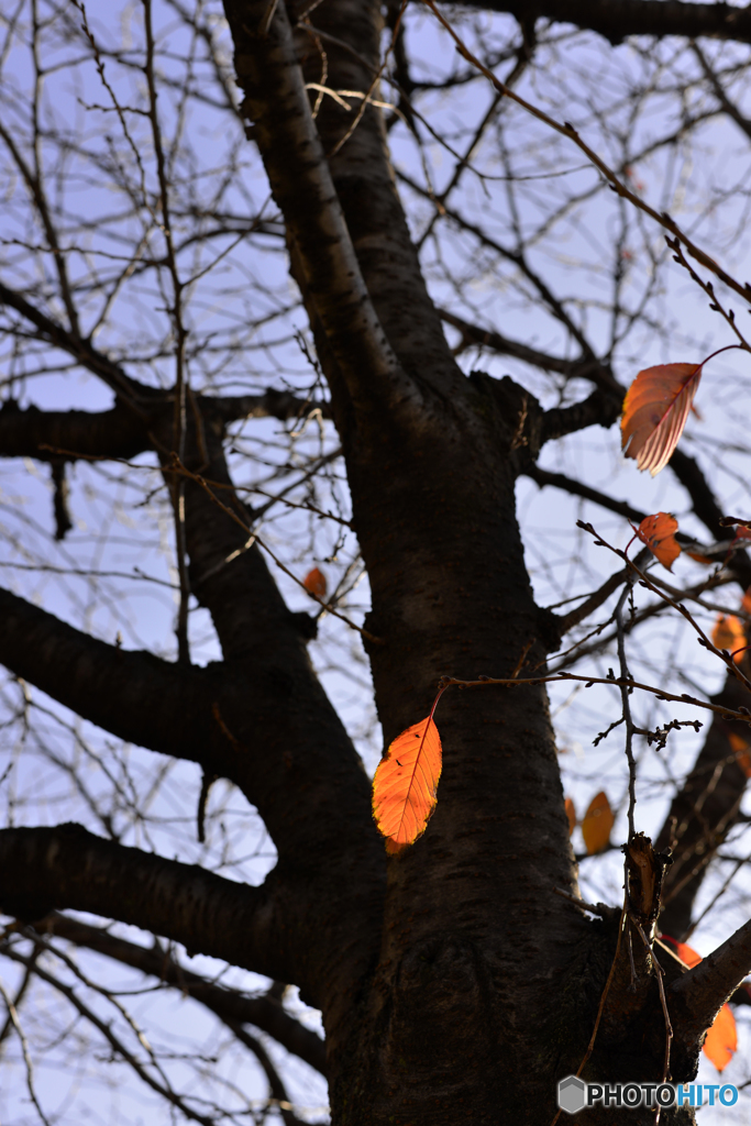 通りすがりの秋---③