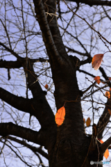 通りすがりの秋---③