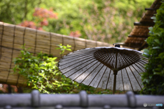 寛永寺の牡丹