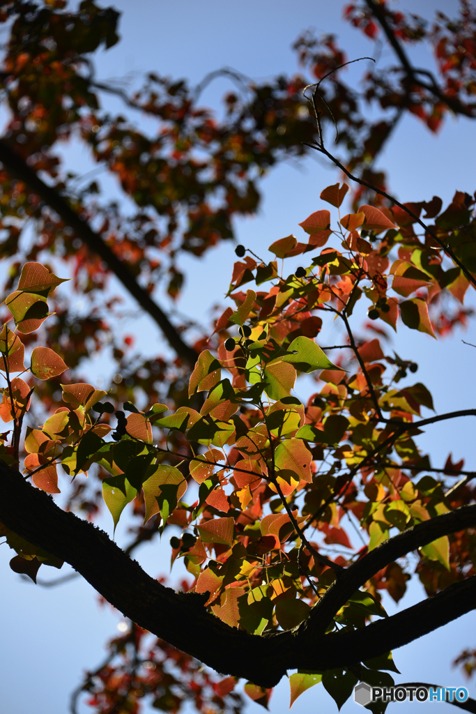 紅葉散歩---⑥
