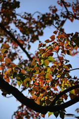 紅葉散歩---⑥