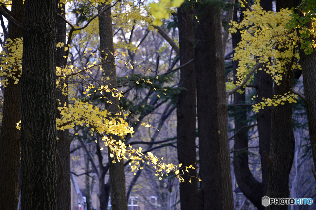 日比谷公園にて秋景----⑩