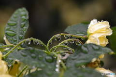 今日は雨だった----③