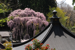 桜の風景---③