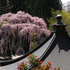 桜の風景---③
