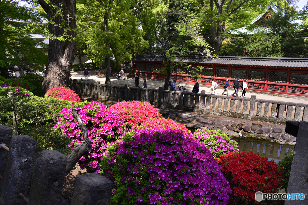 根津神社つつじ祭り----①