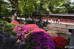 根津神社つつじ祭り----①