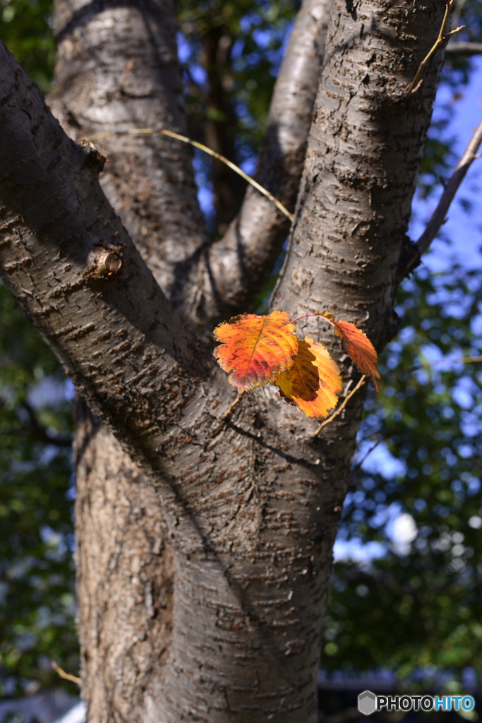 通りすがりの秋---①