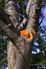 通りすがりの秋---①