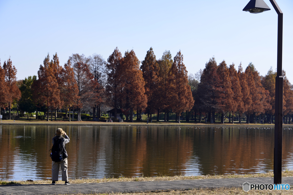 公園の秋----②