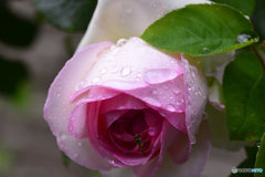 今日は雨だった----④