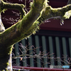 日光山輪王寺