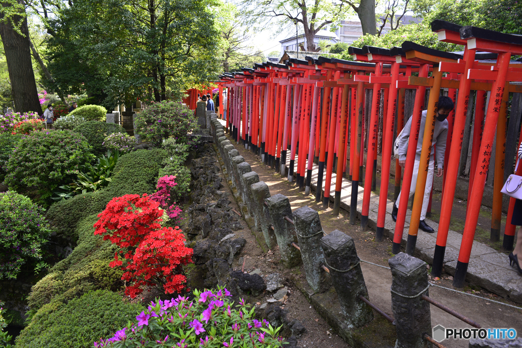 根津神社つつじ祭り----②