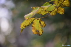 ある日の秋---①