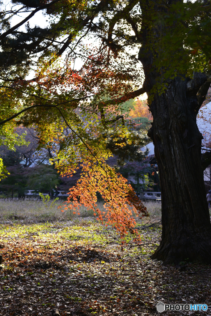 九品仏浄真寺の紅葉---⑪
