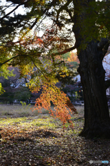 九品仏浄真寺の紅葉---⑪