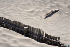 中田島砂丘----②