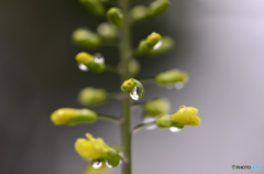 マクロで雨粒を・・・練習---②