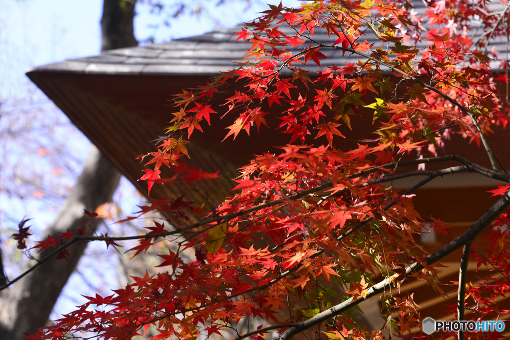 九品仏浄真寺の紅葉----③