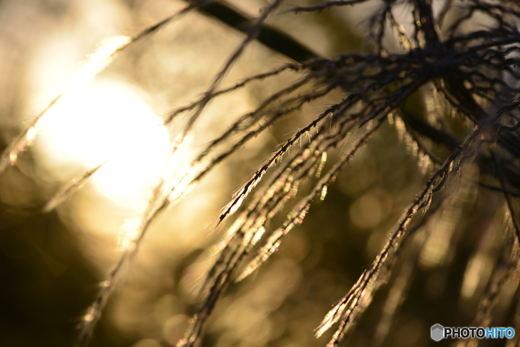 河川敷の光----②