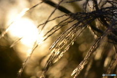 河川敷の光----②