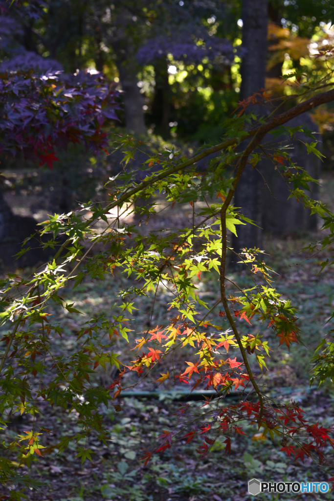 九品仏浄真寺の紅葉----⑩