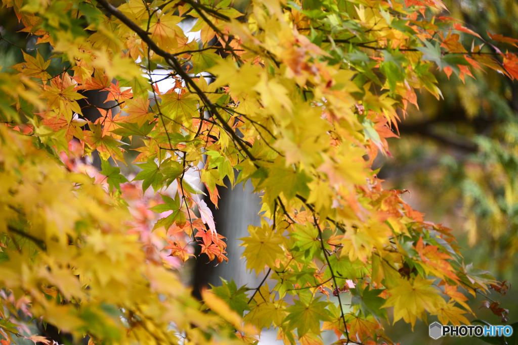 飽きのこない紅葉----③