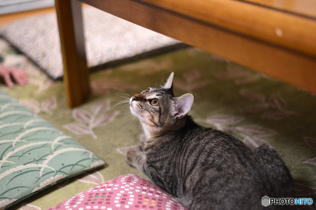 新しい家族が増えました----②
