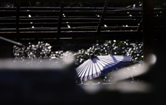 寛永寺の傘---②