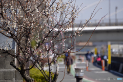 小春日和の散歩道
