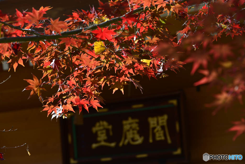 九品仏浄真寺の晩秋色----④