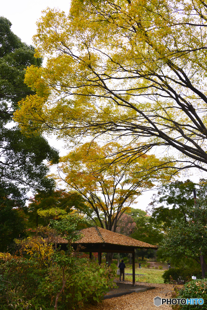 飽きのこない紅葉----①